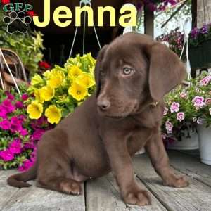 Jenna, Chocolate Labrador Retriever Puppy